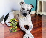 Small #5 American Staffordshire Terrier Mix