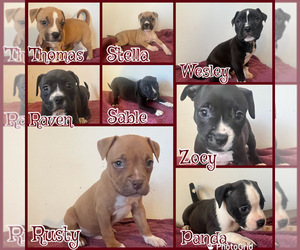 American Pit Bull Terrier Puppy for Sale in BUFFALO, New York USA
