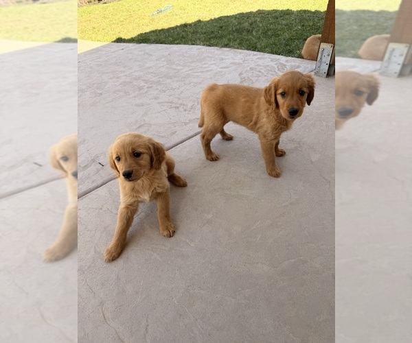 Medium Photo #1 Golden Retriever Puppy For Sale in RESCUE, CA, USA
