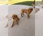 Small Golden Retriever