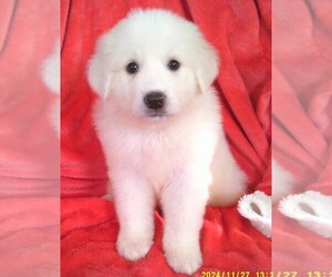 Great Pyrenees Puppy for Sale in LE RAYSVILLE, Pennsylvania USA