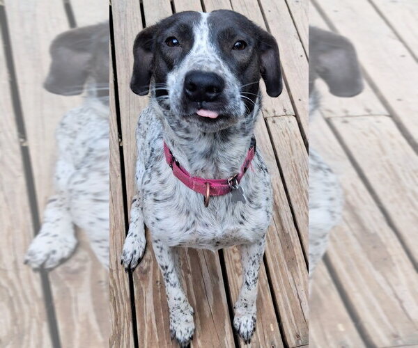 Medium Photo #2 Pointer-Unknown Mix Puppy For Sale in Boston, MA, USA