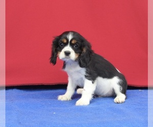 Cavalier King Charles Spaniel Dog for Adoption in MILLERSBURG, Ohio USA