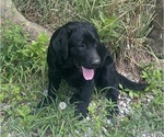 Small #2 Labrador Retriever