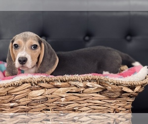 Beagle Puppy for sale in CINCINNATI, OH, USA