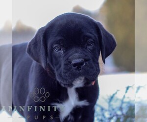 Cane Corso Puppy for sale in GAP, PA, USA
