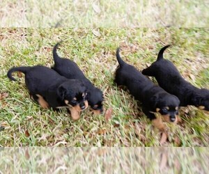 Rottweiler Puppy for sale in ANAHUAC, TX, USA