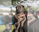 Small #11 Cane Corso