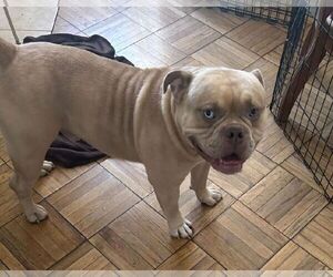 SIMBA - Male Bulldog-Unknown Mix Dog for Adoption - Photo #3