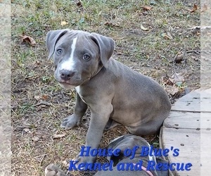 American Pit Bull Terrier Puppy for sale in DELAWARE, OH, USA