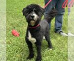 Small #5 Bearded Collie Mix