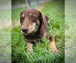 Small #2 Labrador Retriever Mix