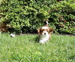 Small Photo #4 Mal-Shi-YorkiePoo Mix Puppy For Sale in ROCKVILLE, MD, USA