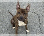 Small #3 American Pit Bull Terrier Mix