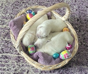 English Cream Golden Retriever Puppy for sale in EASLEY, SC, USA