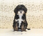 Small #2 Cavapoo-Miniature Bernedoodle Mix