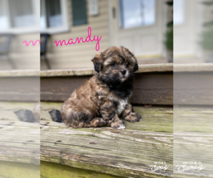 Shih-Poo-Shorkie Tzu Mix Puppy for sale in TAYLOR, MI, USA