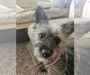 Mutt Dogs for adoption in San Diego, CA, USA