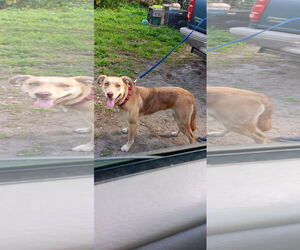 Catahoula Leopard Dog-Unknown Mix Dogs for adoption in Tampa, FL, USA