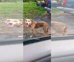 Small Catahoula Leopard Dog Mix