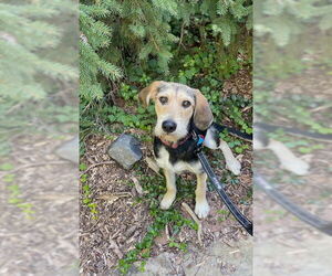 English Foxhound-Unknown Mix Dogs for adoption in Minneapolis, MN, USA