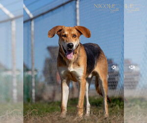 German Shepherd Dog-Unknown Mix Dogs for adoption in Evansville, IN, USA