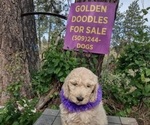 Small #10 Goldendoodle