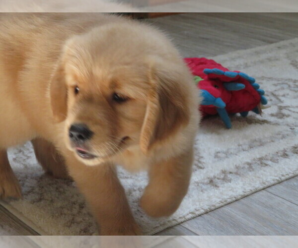 Medium Photo #10 Golden Retriever Puppy For Sale in MECHANICSVILLE, MD, USA