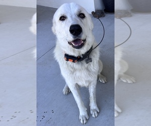 Father of the Great Pyrenees puppies born on 05/01/2026