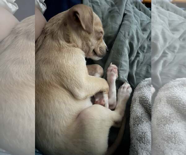 Medium Photo #2 Chihuahua-Unknown Mix Puppy For Sale in Greenville, SC, USA