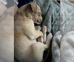 Small #1 Chihuahua Mix
