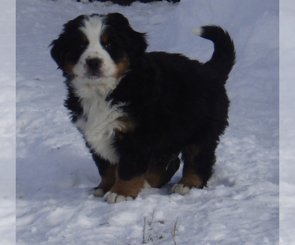 Medium Photo #1 Bernese Mountain Dog Puppy For Sale in READING, PA, USA