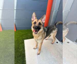 German Shepherd Dog Dogs for adoption in Plantation, FL, USA
