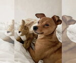 Toffee - Male Chihuahua Dog for Adoption - Small photo