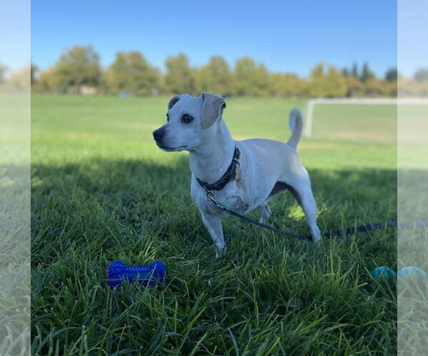 Medium Photo #3 Chihuahua-Unknown Mix Puppy For Sale in Davis, CA, USA