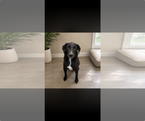 Labrador Retriever-Unknown Mix Dogs for adoption in San Diego, CA, USA