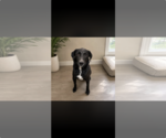 Small Labrador Retriever Mix