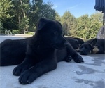 Small Photo #4 German Shepherd Dog Puppy For Sale in SOUTHWICK, MA, USA
