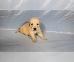 Puppy Winton Golden Retriever