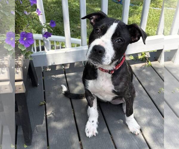 Medium Photo #2 Mutt Puppy For Sale in New Oxford , PA, USA