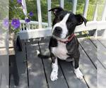 Small #1 Mutt