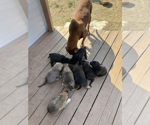 Medium Photo #10 Labrenees Puppy For Sale in BELTON, TX, USA