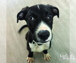 Small #5 Labrador Retriever Mix