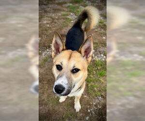 Siberian Husky-Unknown Mix Dogs for adoption in Pleasanton, TX, USA