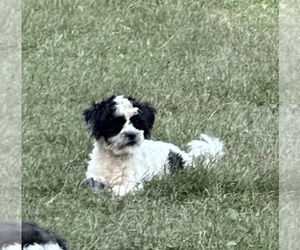 Shih-Poo Puppy for sale in GLOUCESTER, VA, USA
