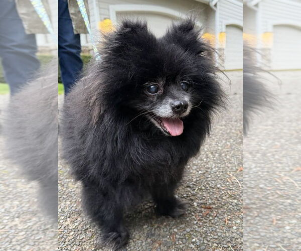 Medium Photo #2 Pomeranian Puppy For Sale in Bellevue, WA, USA