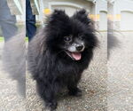 Small #1 Pomeranian