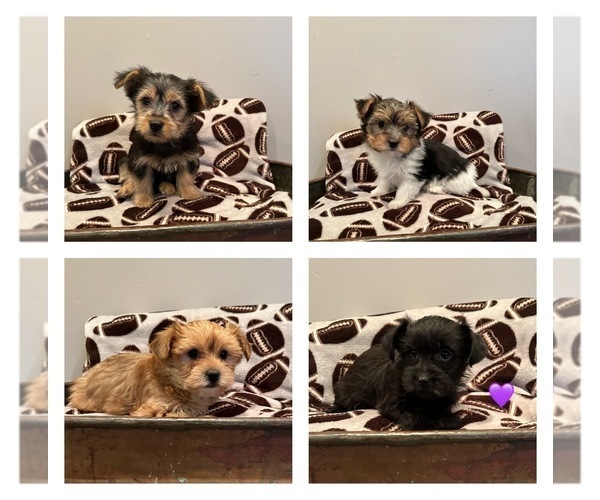 Medium Photo #2 Morkie Puppy For Sale in LUDLOW, MO, USA