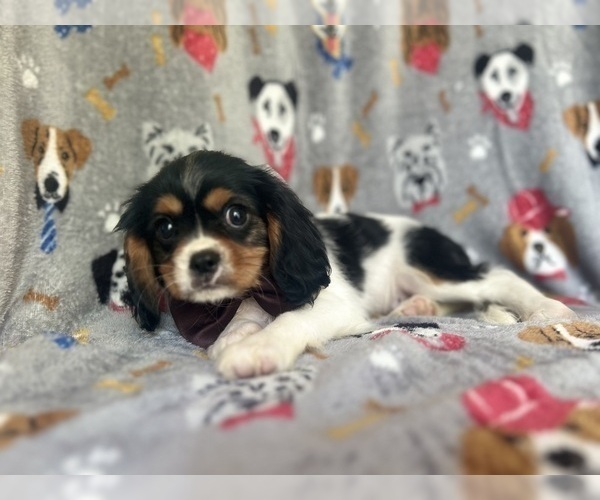 Medium Photo #6 Cavalier King Charles Spaniel Puppy For Sale in LAKELAND, FL, USA