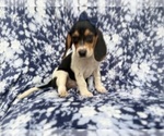 Small #5 Beagle